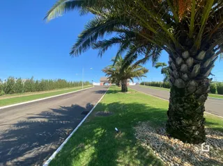 Vista da paisagem com palmeiras ao longo de uma estrada.