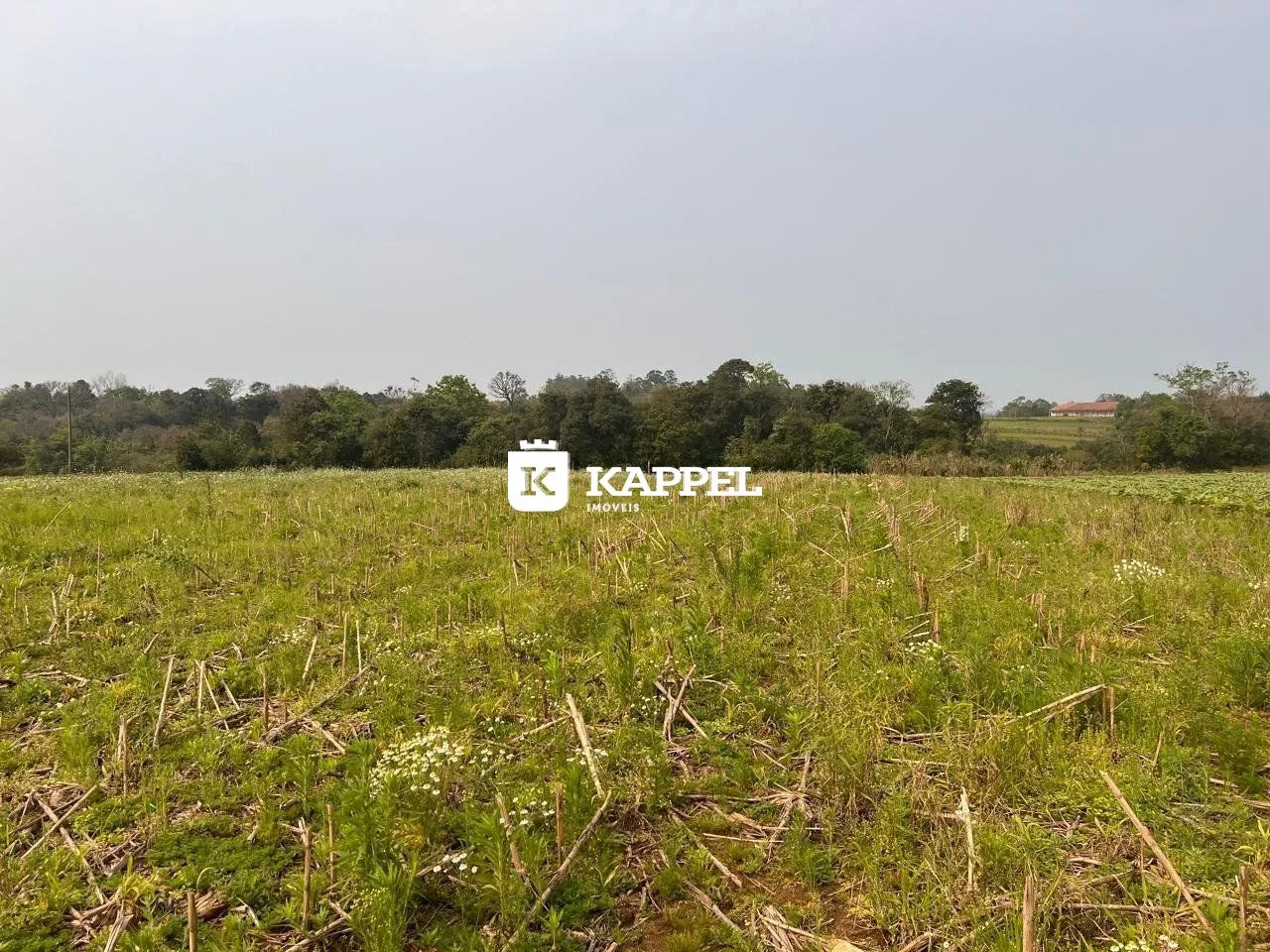 Vista de um campo aberto com vegetação alta no fundo da imagem.