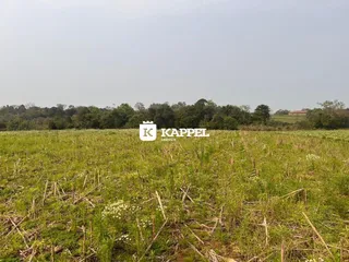 Vista de um campo aberto com vegetação alta no fundo da imagem.