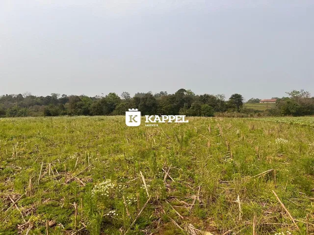 Vista de um campo aberto com vegetação alta no fundo da imagem.