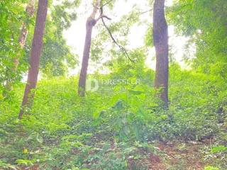 Terreno, foto 7
