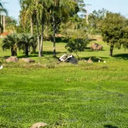 Terreno, foto 8