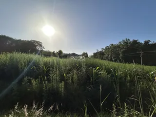Paisagem de vegetação verde sob luz solar intensa.