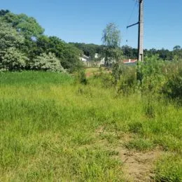 Vista externa de uma área com vegetação alta e grama no exterior.