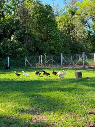 Uma área gramada com patos em um quintal.