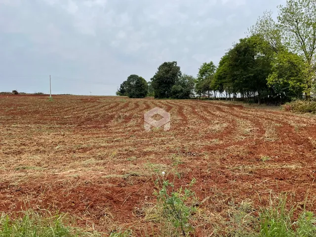 Campo de terra com vegetação seca e árvores ao fundo.