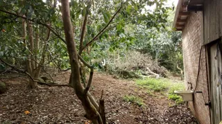Vista da fachada de uma propriedade cercada por vegetação densa.
