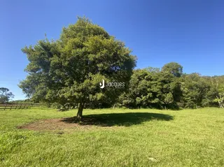 Paisagem de campo com árvores grandes e grama verde sob um céu azul.