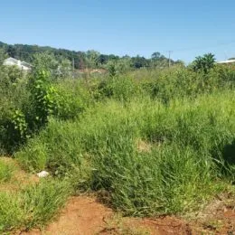 Vista de vegetação densa em uma área externa.