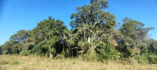 Vista da vegetação densa e campo seco em Lajeado.