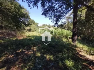 Vista de uma área de vegetação densa e terreno inclinado em Lajeado.