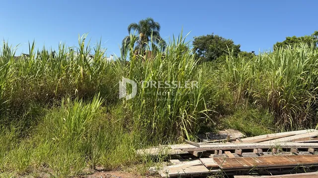 Vegetação densa e grama alta em uma área externa.