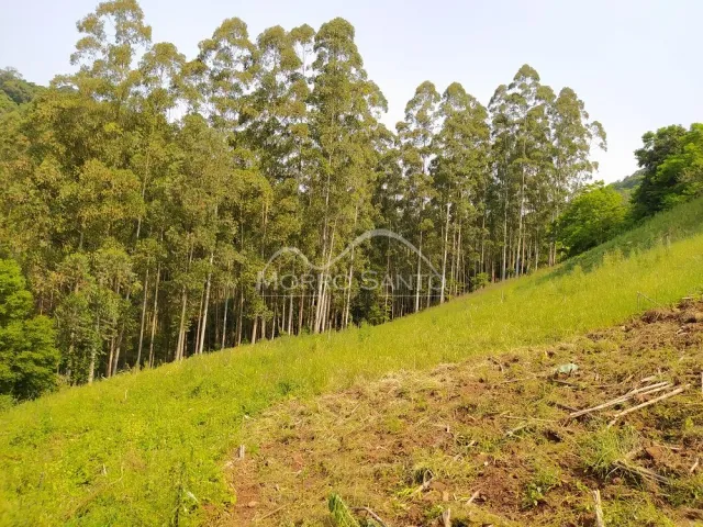 Vista de uma encosta gramada com árvores altas em uma propriedade em Lajeado.