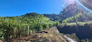 Paisagem de vegetação densa com um caminho de terra em uma área rural.