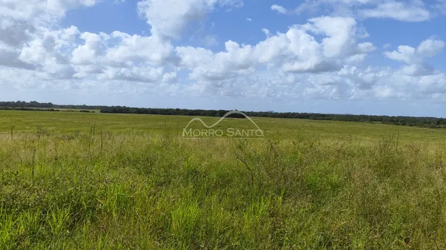 Paisagem de campo com vegetação alta sob um céu nublado.