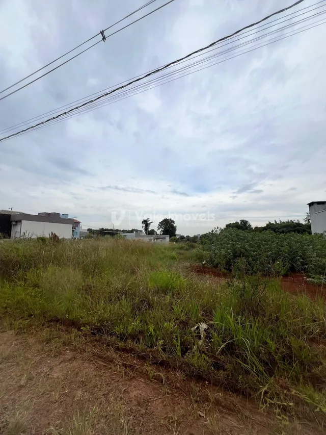 Campo com vegetação alta e céu nublado.