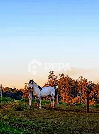 Área rural com 3 dormitórios, foto 18