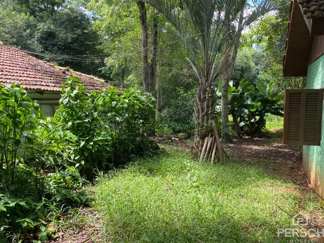 Vista externa mostrando vegetação densa e grama em um quintal.