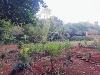 Foto de uma área externa com vegetação densa e solo avermelhado.