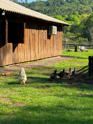 Fachada de uma construção de madeira em Lajeado com um gramado e aves no campo.