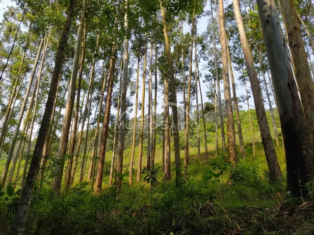 Vista de uma mata densa com árvores altas e vegetação exuberante.