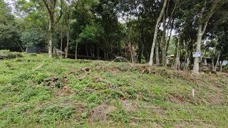 Paisagem de vegetação densa e arbustos em uma encosta.