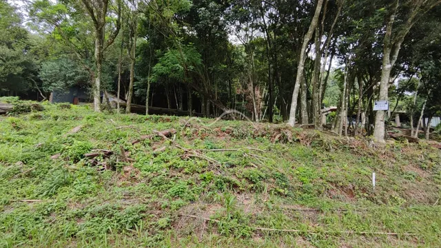 Paisagem de vegetação densa e arbustos em uma encosta.