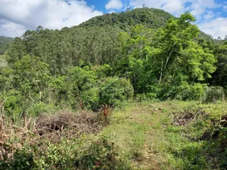 Vista panorâmica de uma área de mata densa e vegetação exuberante na paisagem.