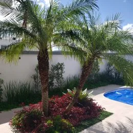 Vista externa mostrando palmeiras e vegetação exuberante no jardim.