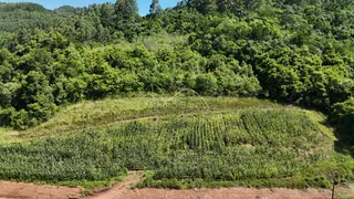 Vista de uma colina verde com vegetação densa no campo.