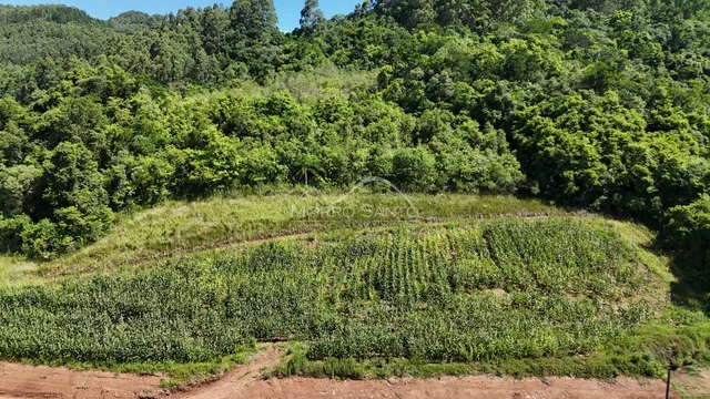 Vista de uma colina verde com vegetação densa no campo.