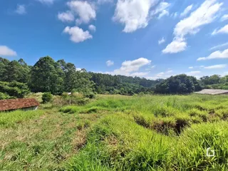 Paisagem de campo verde com vegetação densa ao fundo.