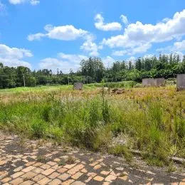 Paisagem de vegetação alta em um terreno sob um céu azul.