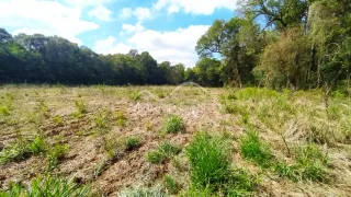 Campo aberto com vegetação seca e árvores ao fundo.