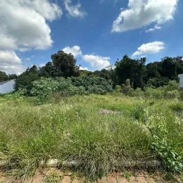 Paisagem externa com vegetação densa e arbustos.