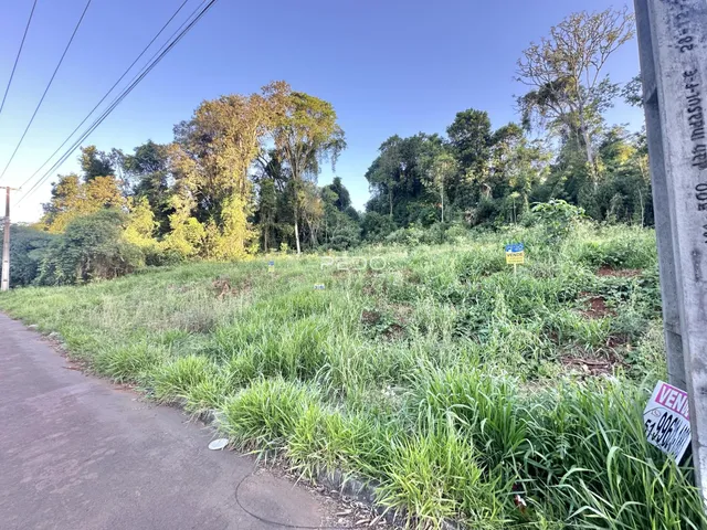 Paisagem de vegetação ao longo de uma estrada no Brasil.