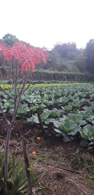 Área rural com 4 dormitórios, foto 6