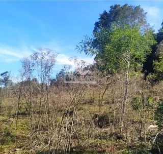 Paisagem de vegetação seca e arbustos em uma área ao ar livre.