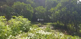 Vista da vegetação densa da propriedade em Lajeado.
