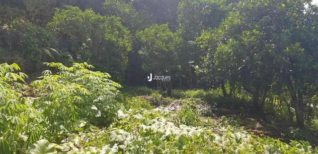 Vista da vegetação densa da propriedade em Lajeado.