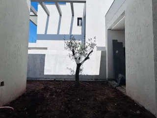 Vista externa de um jardim com uma árvore no meio de um pátio branco.