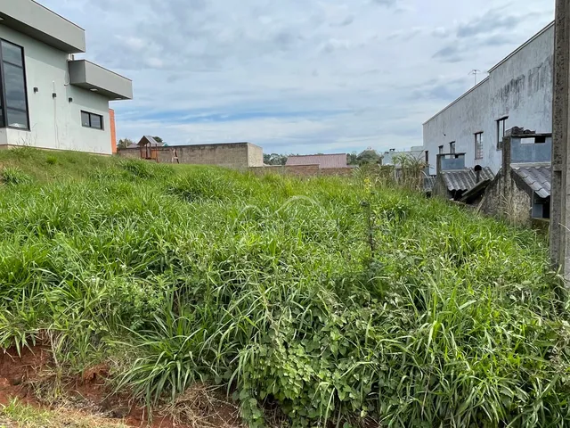 Vista de vegetação alta em uma propriedade em Lajeado.