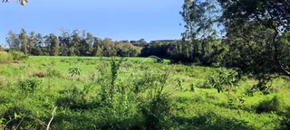 Vista de um campo verde com vegetação densa sob um céu azul.