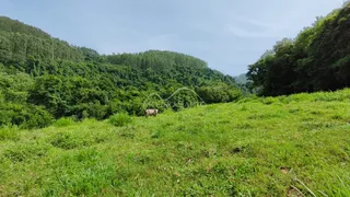 Vista de um campo gramado com vegetação densa de fundo.