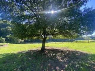 Vista de um campo gramado com uma grande árvore e cerca no fundo.