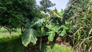 Foto de vegetação densa com plantas de bananeira em Lajeado.