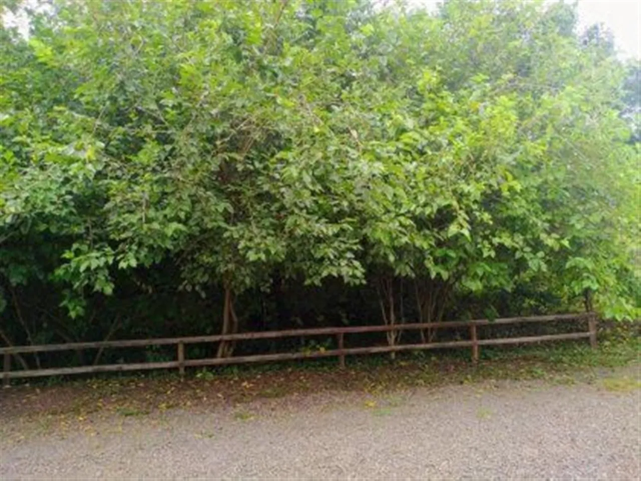Área rural, foto 1