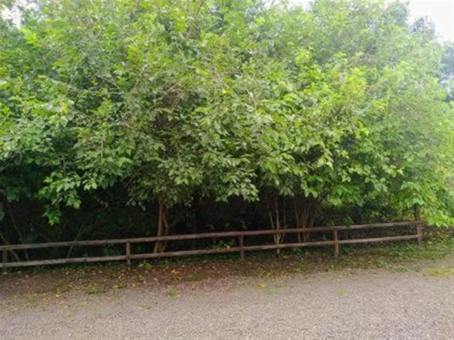 Área rural