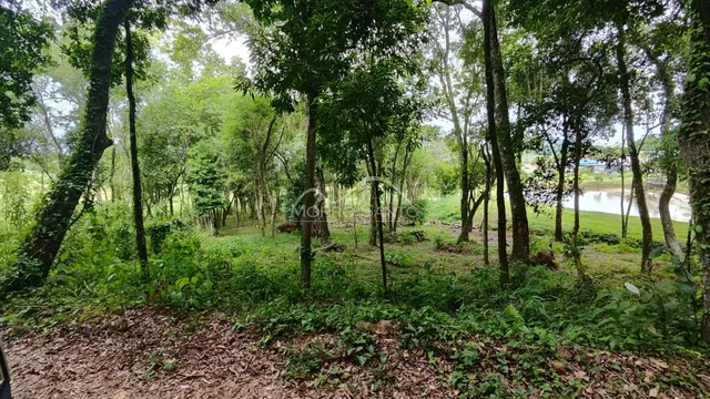 Vista externa de vegetação densa com árvores no terreno.