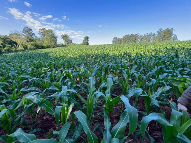 Área rural, foto 5